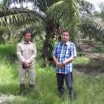 Hasil Aplikasi Pupuk HiPro Terhadap Pokok-Pokok Sawit pada Lahan Tergenang di Kab. Siak Sri Indrapura, Riau